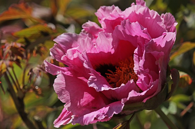 arboretum-4253157_640